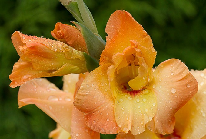 Gladiolus v1 2img stk_C