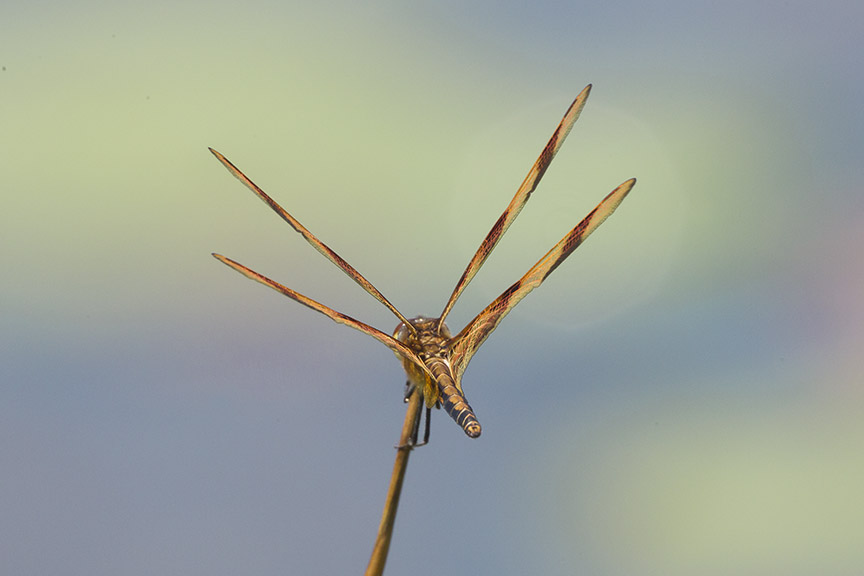 Halloween_pennant v2_DM 7 18_43G9062