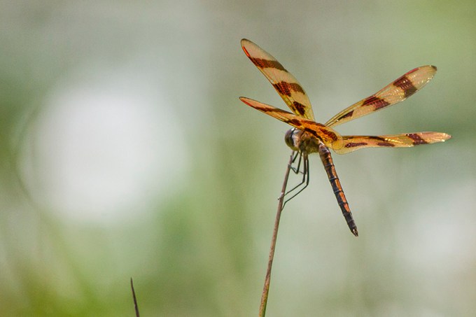 Halloween_Pennant v2_DM_MG_1699