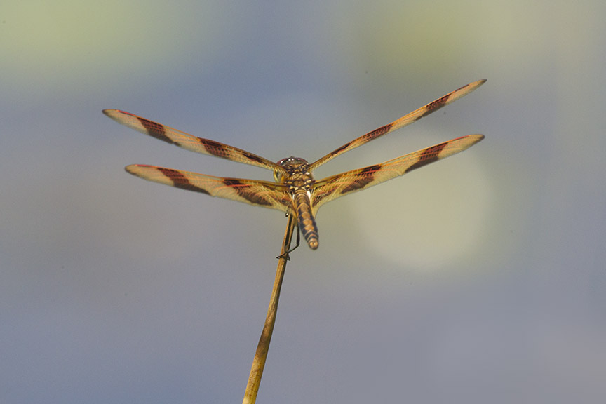 Halloween_Pennant_v3_DM_7 18_43G9055