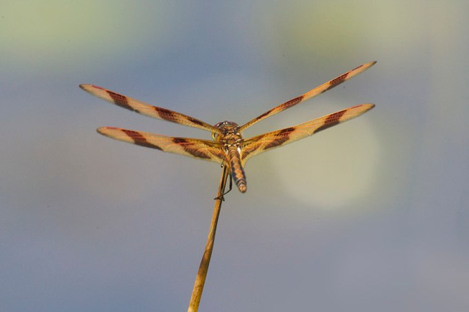 Halloween_Pennant_v3_DM_7 18_43G9055