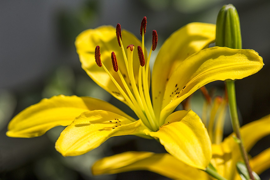 Hardy Lily v1_43G8934