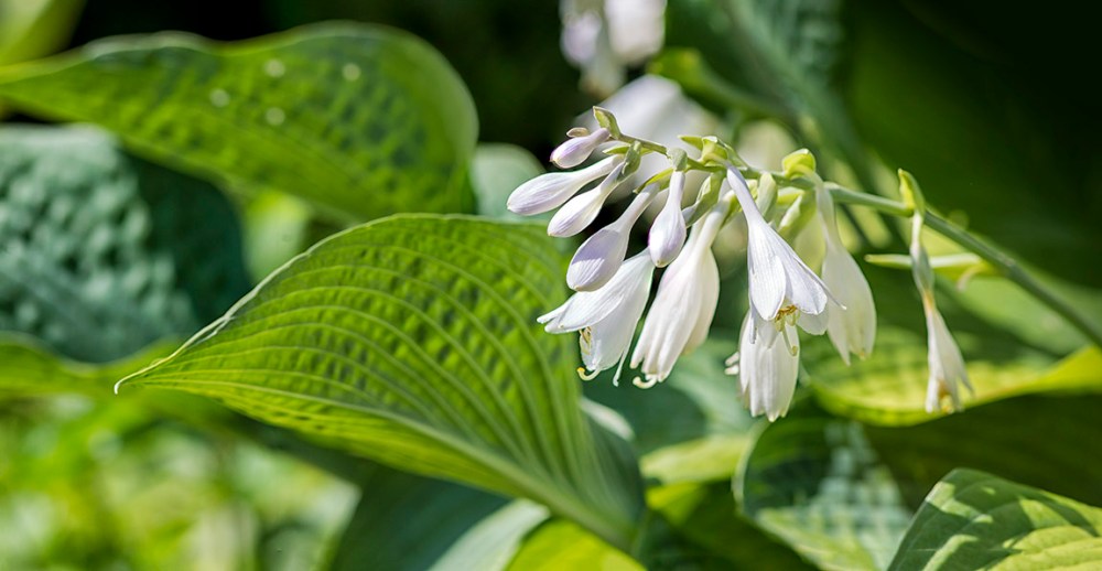 Hosta_v1 2sht_pano_43G8925