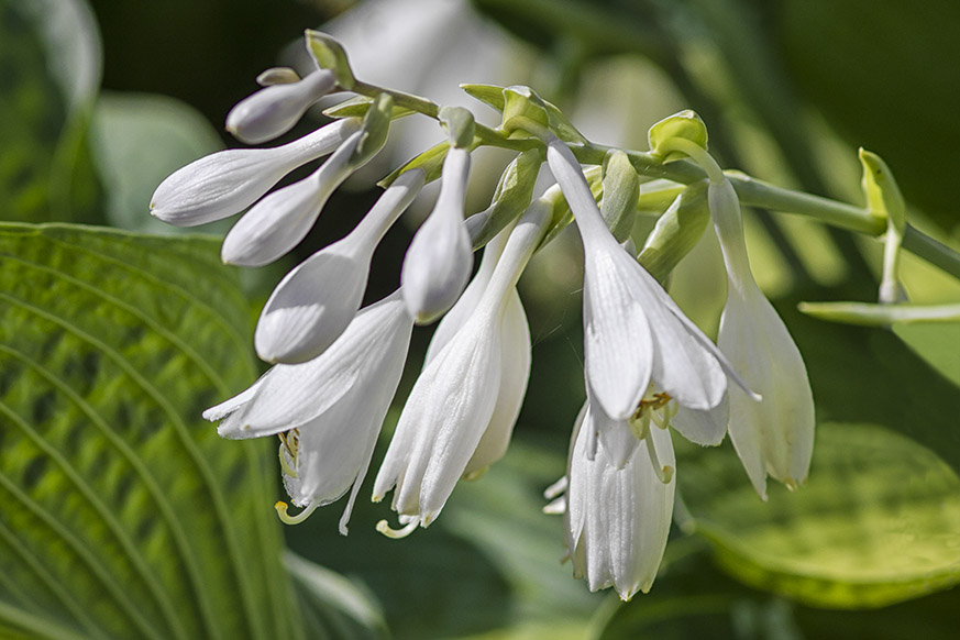 Hostas_v2_43G8921