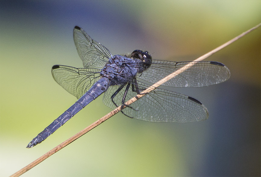 Slaty Skimmer v1 DM 7 18