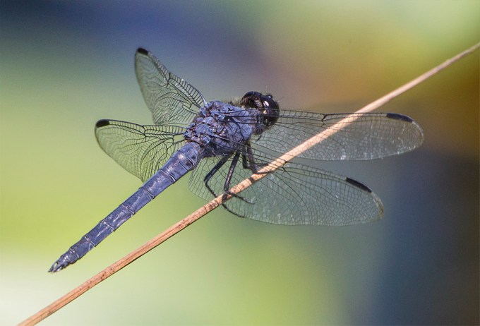 Slaty Skimmer v1 DM 7 18