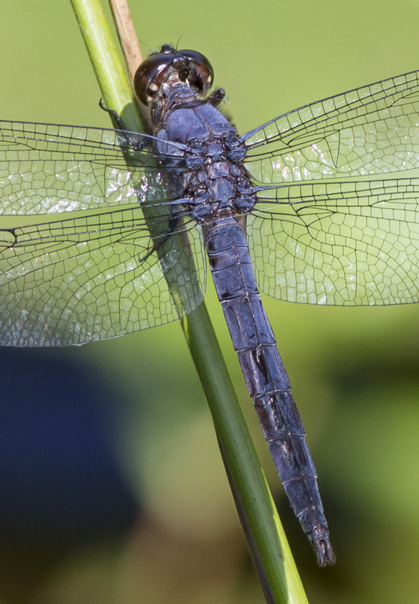 Slaty Skimmer v3_MG_8604