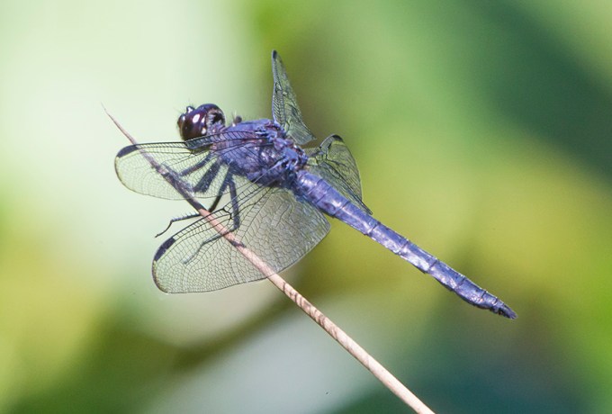 Slaty_Skimmer_v1 2img stk