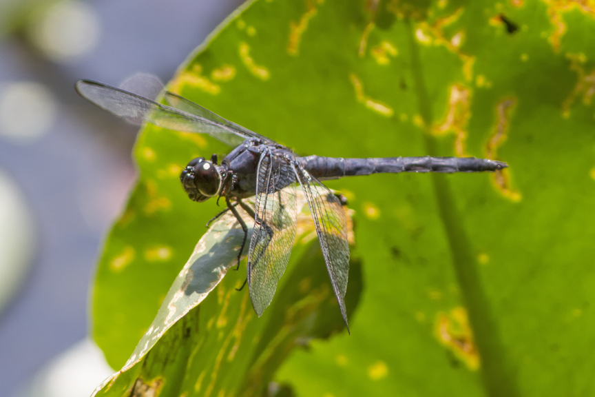 Slaty_Skimmer_v1_DM 7_18_MG_3804