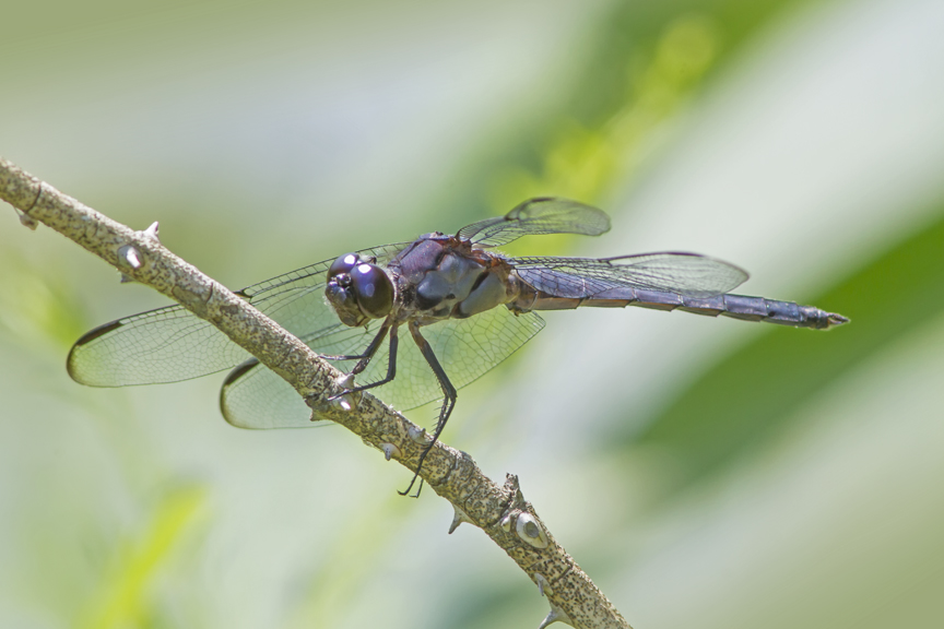 Slaty_Skimmer_v1a_DM_7_18_MG_3920
