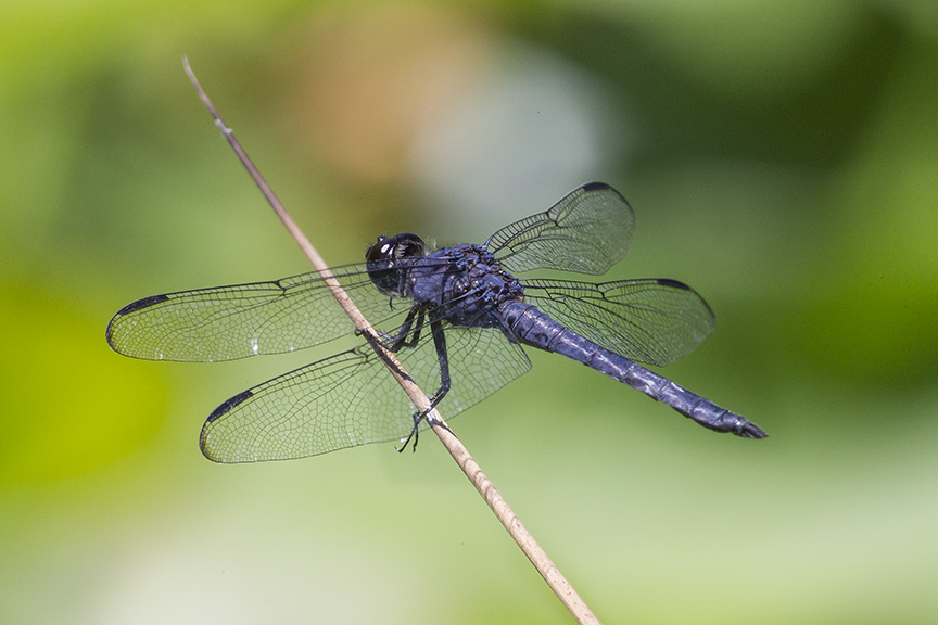 Slaty_Skimmer_v2_DM 7 18