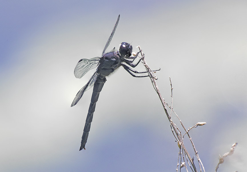 Slaty_Skimmer_v3 DM 7 18