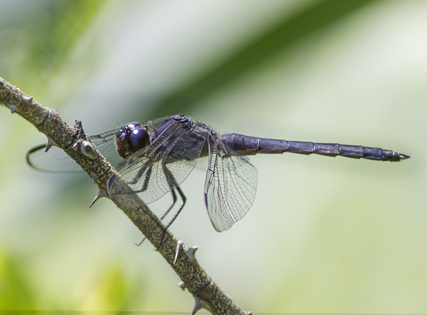 Slaty_Skimmer_v8_DM 960mm