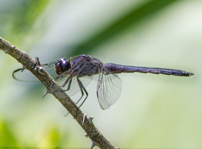 Slaty_Skimmer_v8_DM 960mm