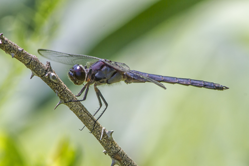 Slaty_Skimmer_v9_DM_960mm_MG_3912