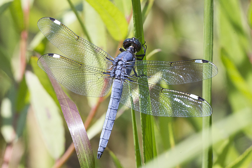 Spangled Skimmer_v16a_DM 7 18_43G9606