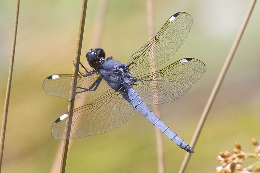 Spangled_Skimmer v18 DM 7 18_43G9745