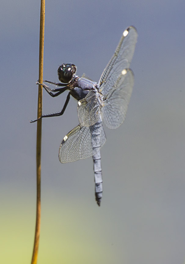 Spangled_Skimmer v1a_43G9402