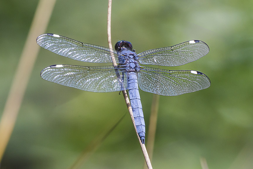 Spangled_Skimmer_ v11 DM 7 18_43G9494a