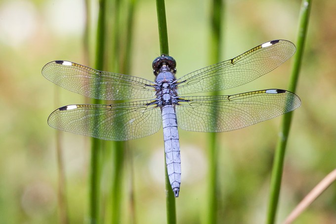 Spangled_Skimmer_ v15 DM 7 18_43G9587