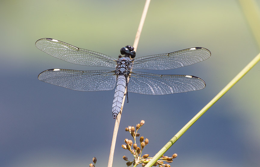 Spangled_Skimmer_v14 DM 7 18_43G9545
