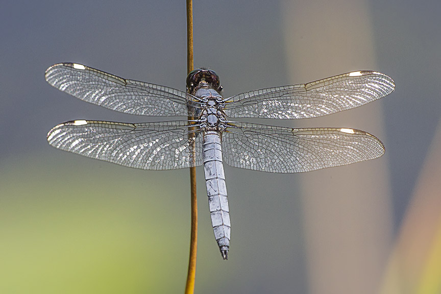 Spangled_Skimmer_v3_DM 7 18_43G9387