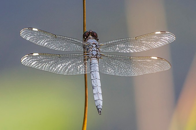 Spangled_Skimmer_v3_DM 7 18_43G9387