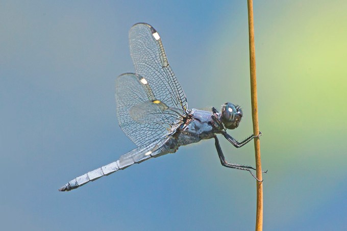 Spangled_Skimmer_v8a DM 7 18