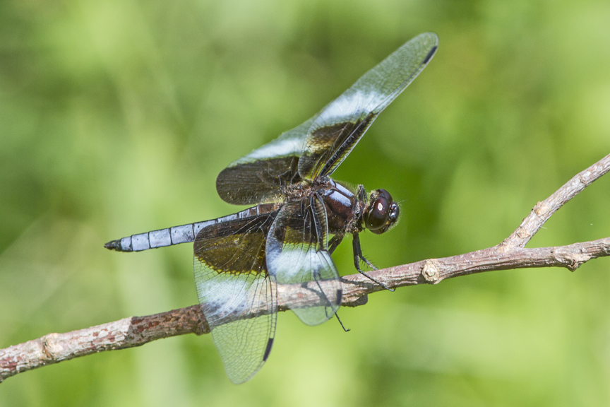 Widow Skimmer v2 DM 7 17_MG_8571