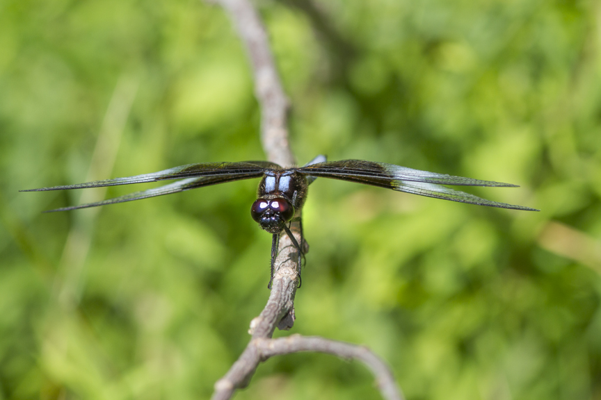 Widow Skimmer v2 DM 7 17_MG_8596