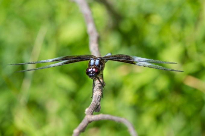 Widow Skimmer v2 DM 7 17_MG_8596