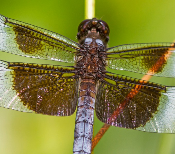 Widow Skimmer v4 DM 7 17_MG_8655
