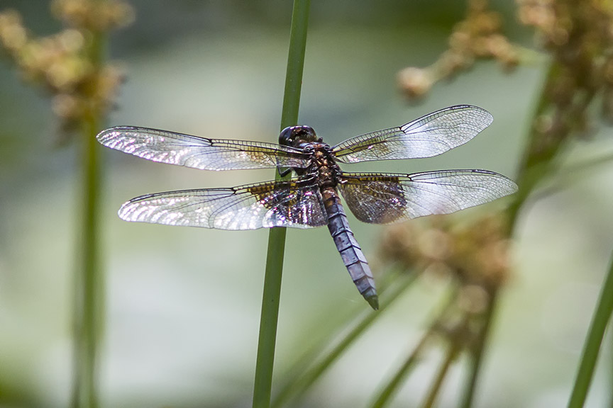 Widow_Skimmer Dragonfly_v2_MG_1704-2