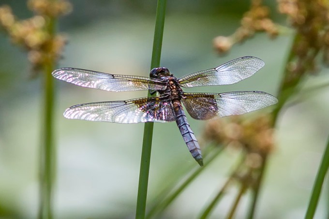 Widow_Skimmer Dragonfly_v2_MG_1704-2