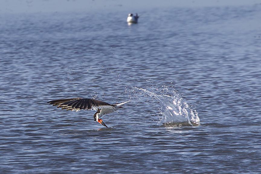 Blk_Skimmer_Misses_Fish_v4_43G8645