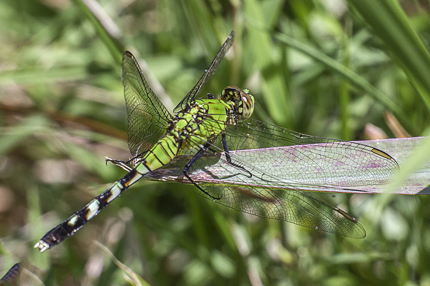 Eastern_Pondhawk_v2hp_43G2532