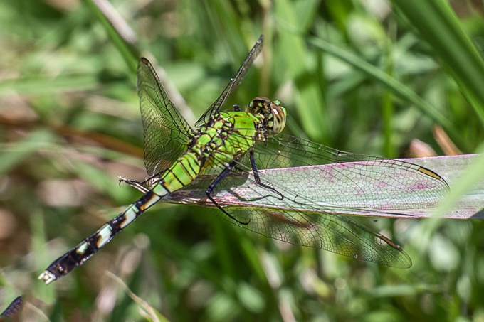 Eastern_Pondhawk_v2hp_43G2532