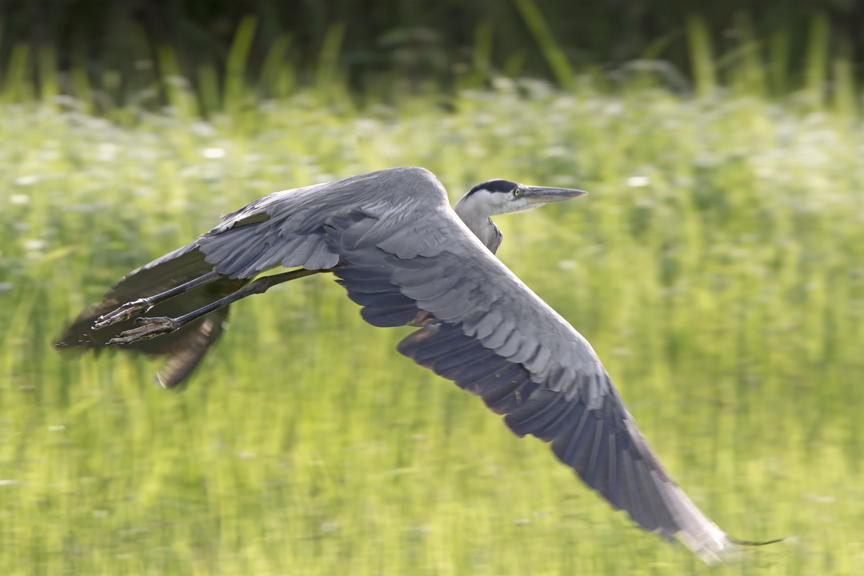 GBH_v1_43G6269