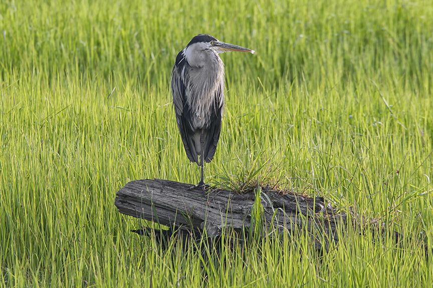 GBH_v2_BWR_7_18_43G6179