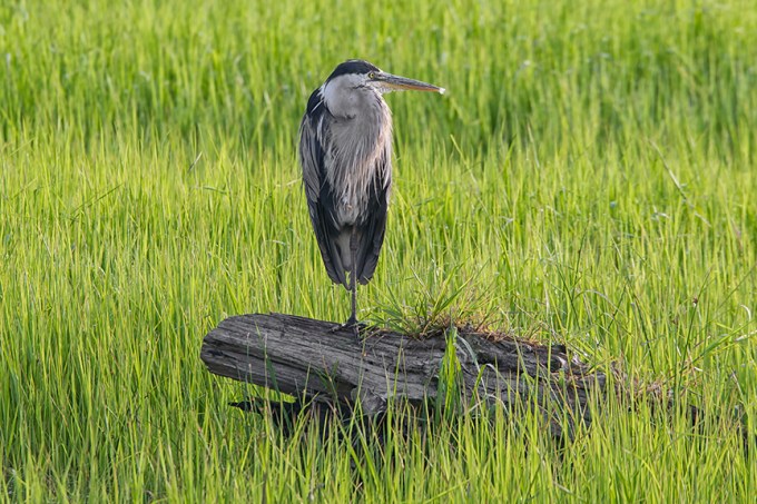 GBH_v2_BWR_7_18_43G6179