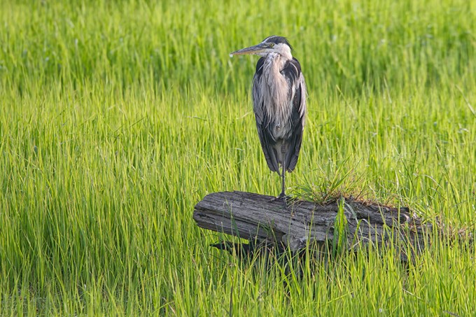 GBH_v2_BWR_7_18_43G6202