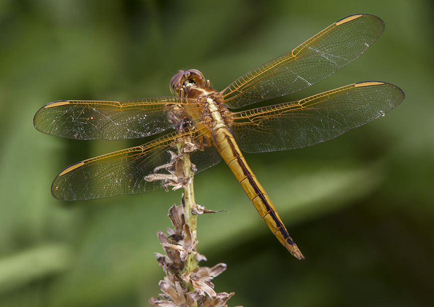 Golden-Winged_Skimmer_ v1_BWR _Dragonfly_v5_8_18