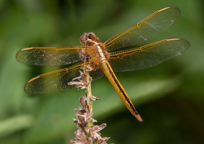 Golden-Winged_Skimmer_ v1_BWR _Dragonfly_v5_8_18
