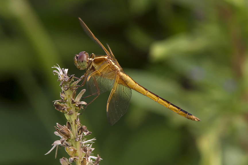 Golden_Winged_Skimmer_v2_BWR_8_18_MG_5623