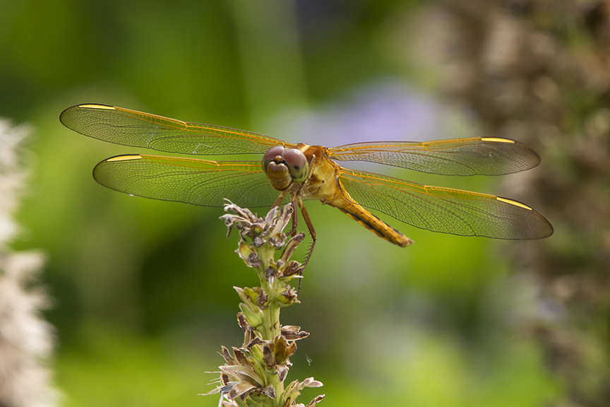 Golden_Winged_Skimmer_v2_MG_5637