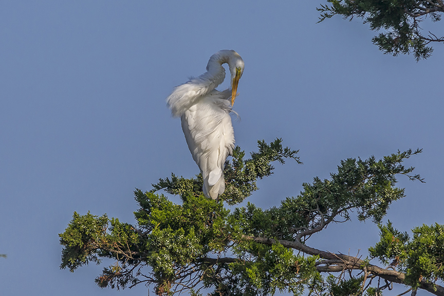 Great_Egret_Preening_V3_Brig_8_17_43G8782