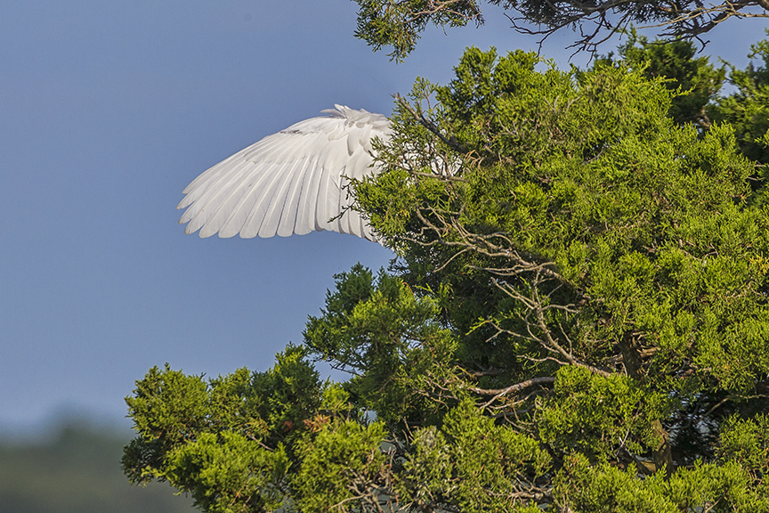 Great_Egret_v2_Brig 8_17_43G8716