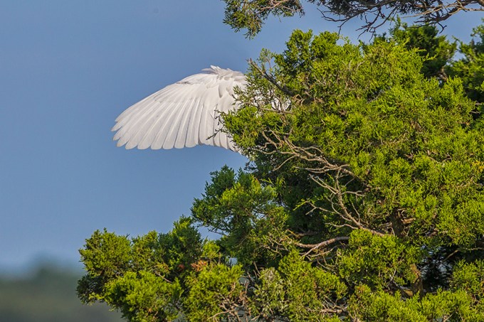 Great_Egret_v2_Brig 8_17_43G8716