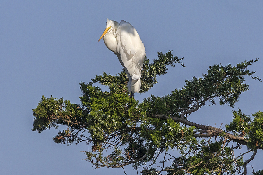 Great_Egret_v2_Brig_8_17_43G8700