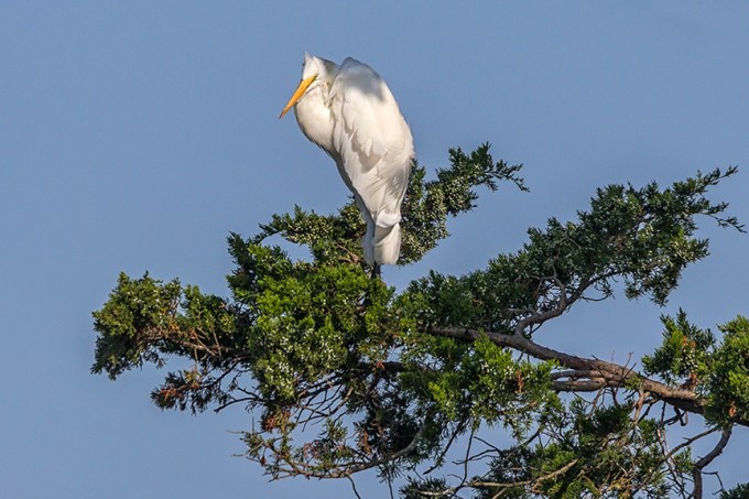 Great_Egret_v2_Brig_8_17_43G8700